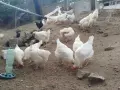 Сини яйца от бял Легбар , снимка 10