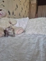 Британски и шотлански котета, снимка 3