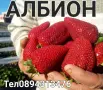 Разсад ягоди Маточник 2026, снимка 7