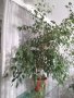 Бенджамин Фикус 150 см., снимка 4