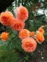 Роза 24, снимка 1 - Градински цветя и растения - 36093500