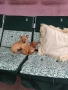 мъжки чихуахуа , снимка 3