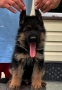 Немски овчарки  , снимка 4