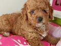 Малки кавапу пудели, снимка 9