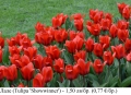Червено лале (Tulipa 'Showwinner') – луковици, снимка 1
