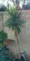 палма Юка към 2 метра, снимка 2