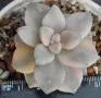 Граптоверия (Graptoveria titubans, variegated Apricot), сукулентно растение, снимка 1