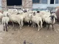 Продавам овце 25 бр, снимка 2