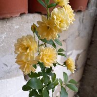 Роза Лейди Банкс , снимка 2 - Градински цветя и растения - 41247612