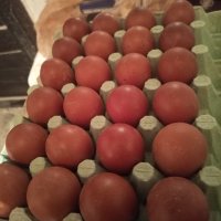 Яйца за люпене от бял маран , снимка 4 - други­ - 39807747
