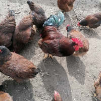 Яйца катунски кокошки червена линия , снимка 13 - други­ - 44797078