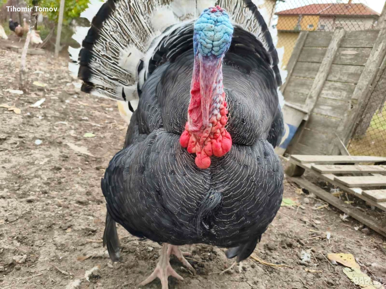 продавам млади домашно гледани пуйки пуяци петли кокошки , снимка 1