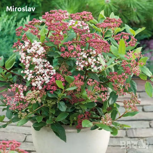 Viburnum Tinus, снимка 1