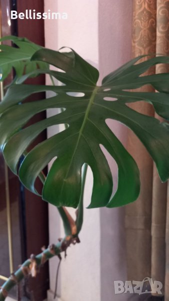 Филодендрон Монстера Делициоза , снимка 1