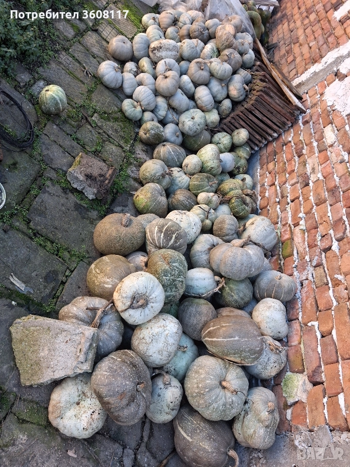 Тиква 0,30 ст / кг, снимка 1