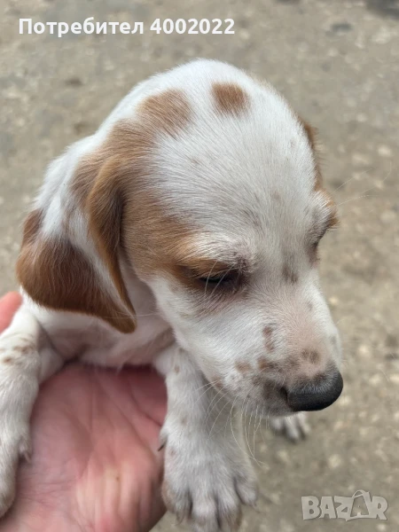 Кученца за трюфели, снимка 1