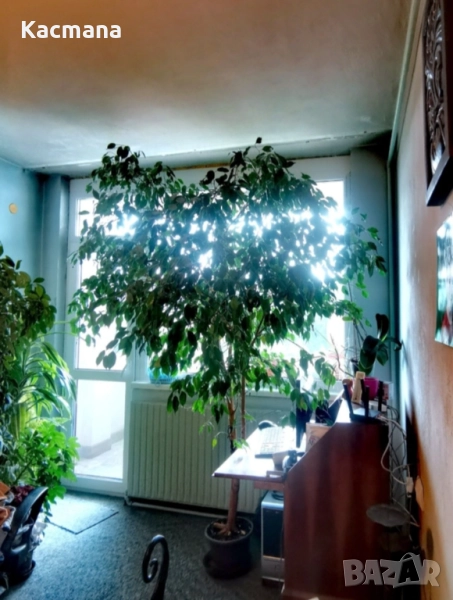 Цвете, Бенджъмин, Фикос, цветя, домашницветя, снимка 1