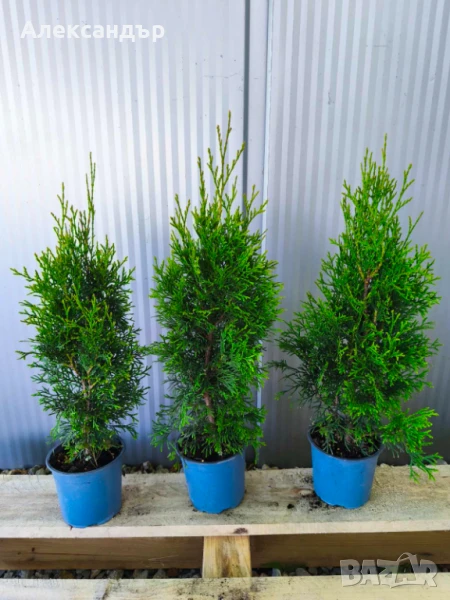 Туя смарагд , снимка 1