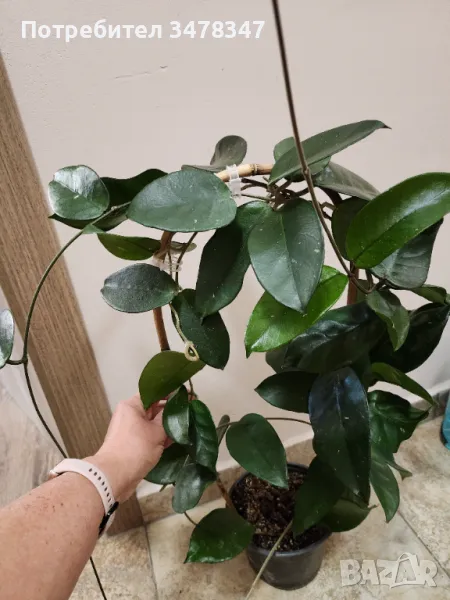 Хоя Dasiantha, снимка 1