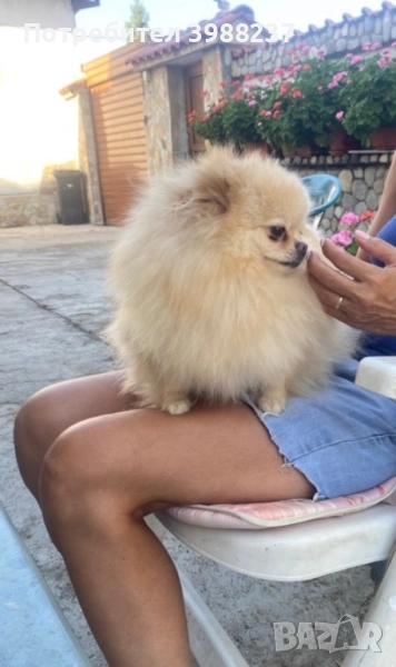 Померан момиче, снимка 1