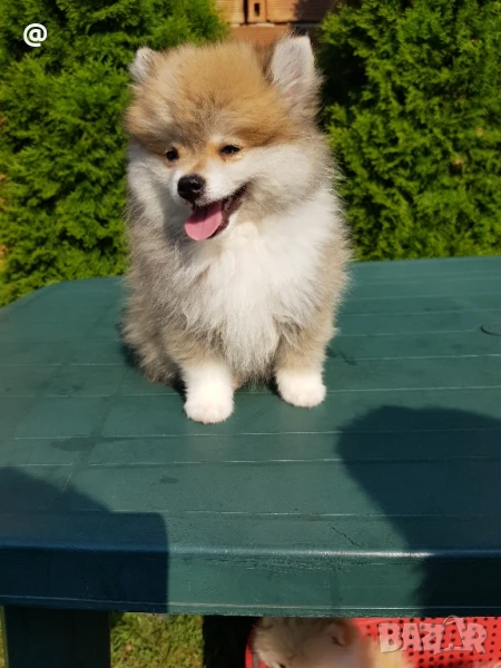 Померан померанче момченце на 3 месеца, снимка 1