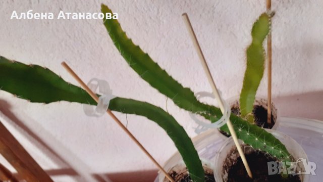 Драконов плод Питахая растение в саксия, снимка 2 - Стайни растения - 33898142