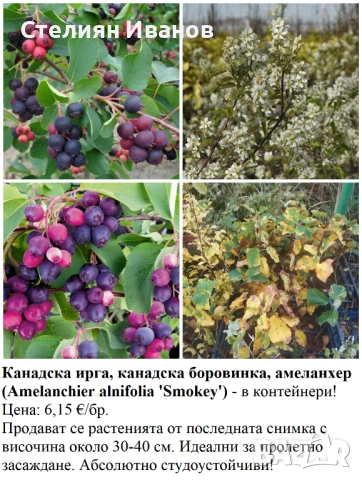 ПЛОДНИ ХРАСТИ В КОНТЕЙНЕРИ, снимка 5 - Градински цветя и растения - 53447504