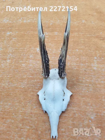 Трофей рога от сръндак 