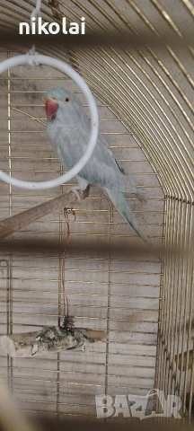 Двойка малки Александри , снимка 7 - Папагали - 53815351