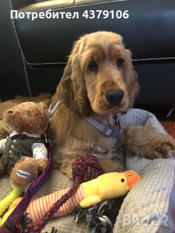 Кокер шпаньол игриво момче, снимка 4 - Кокер шпаньол - 52877196