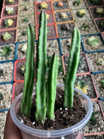 Стапелия / Stapelia leendertziae, снимка 4 - Стайни растения - 49795119