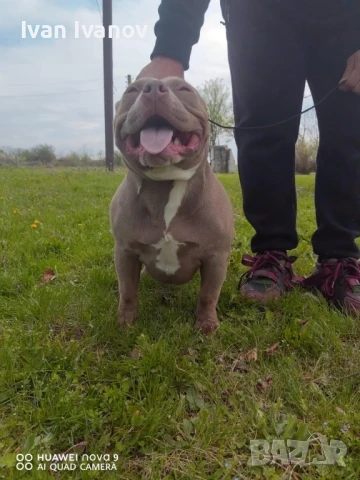 покет булита, снимка 1