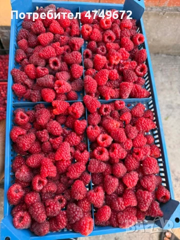 „От корена до плода  силен старт за вашата градина“, снимка 3 - Разсади - 53638522