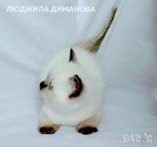 Шотландско женско със сини очи , снимка 5 - Британска късокосместа - 56280993