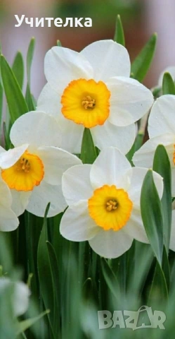 Уроци по математика Пловдив, снимка 3 - Ученически и кандидатстудентски - 53626416