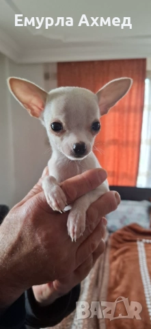 Мъжко бяло чихуахуа