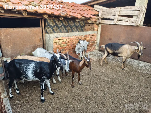 Продавам 6 бр.Кози, снимка 2 - Други животни - 56049601