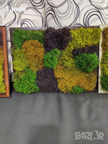 Жива картина от стабилизиран мъх, снимка 13 - Картини - 39416659