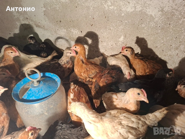 Продавам селски пилета 