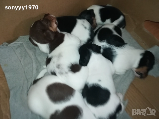 ДЖАК РЪСЕЛ КУЧЕНЦА 250ЛВ ЗА ЕДНО 0609251949, снимка 9 - Джак ръсел териер - 51628068