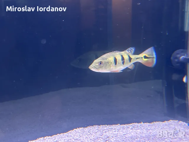 цихли peacock bass, снимка 4 - Рибки - 55966009