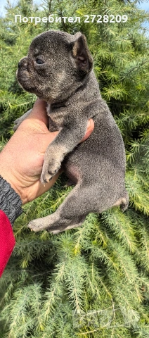 Френски булдог Блу Тан/French Bulldog Blue Tan , снимка 6 - Френски булдог - 53684413
