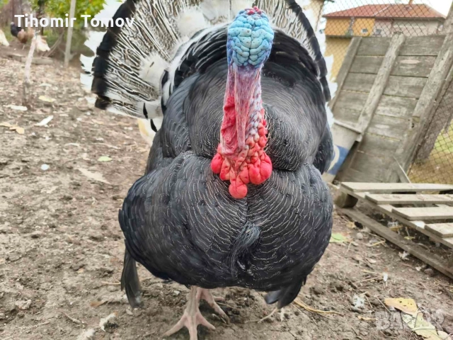 продавам млади домашно гледани пуйки пуяци петли кокошки 