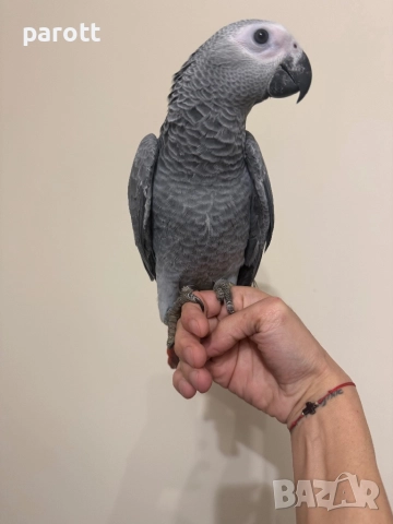 Ръчно хранен папагал Жако, снимка 5 - Папагали - 52794001