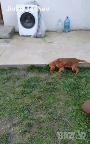 Кокер Шпаньол , снимка 5 - Кокер шпаньол - 53697131