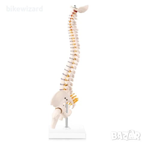 MIIRR Мини модел на анатомията на гръбначния стълб НОВО
