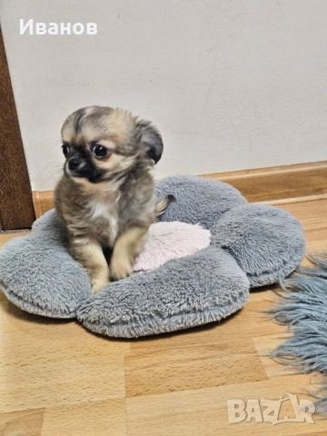 Мини чихуахуа , снимка 6 - Чихуахуа - 52394409