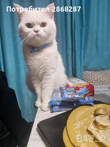 британец за разплод, снимка 6 - Британска късокосместа - 50420839