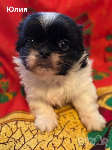 Японски хин, снимка 5 - Други - 52506196