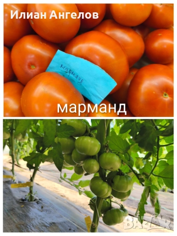 Семена от стари селски сортове домати,краставици и други, снимка 5 - Сортови семена и луковици - 52629365